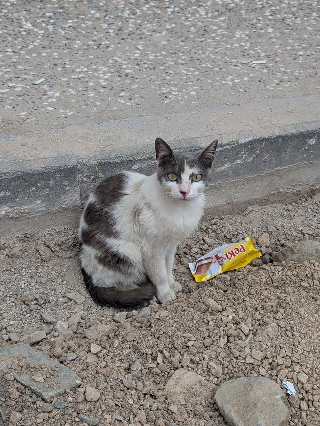 A grey and white stray cat sits on a patch of gravel and rubble against a concrete curb, looking directly at the camera with bright green eyes. A discarded Peki milk slice wrapper lies on the ground beside it.