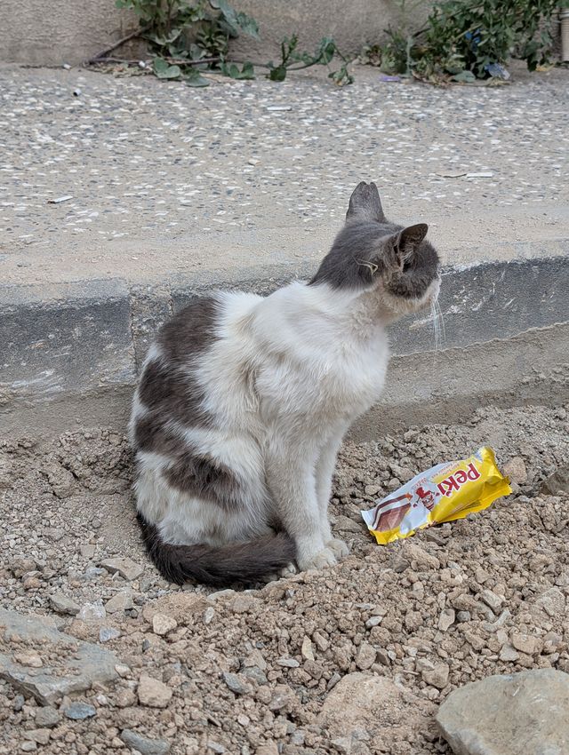 The same grey and white stray cat sits on the same patch of gravel, turned away from the camera and looking to the side. The discarded Peki milk slice wrapper remains on the ground beside it.