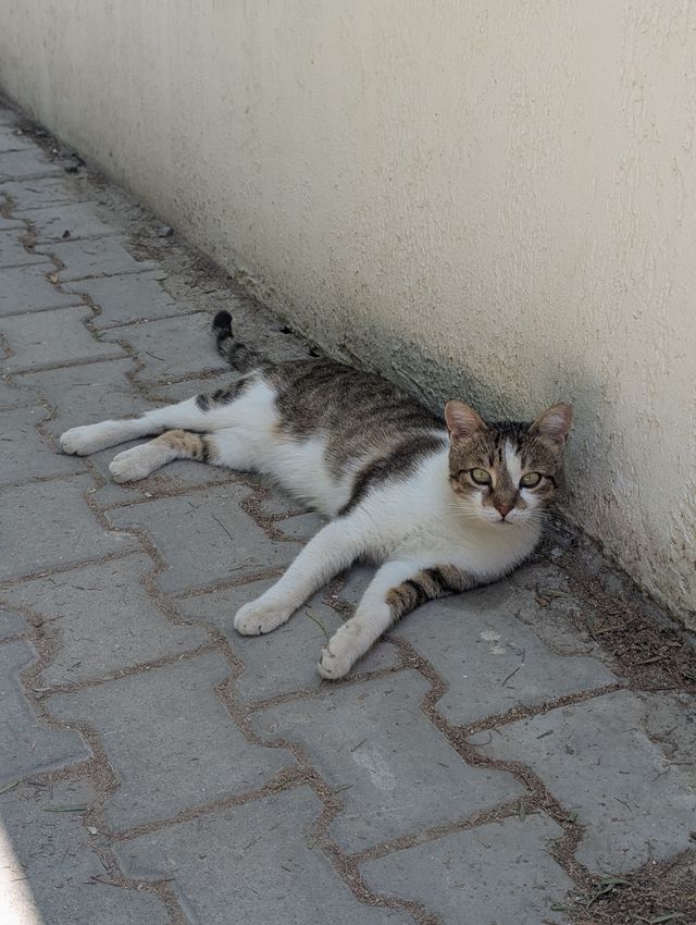 The same tabby and white stray cat lying stretched out along the same wall, looking at the camera with green eyes.